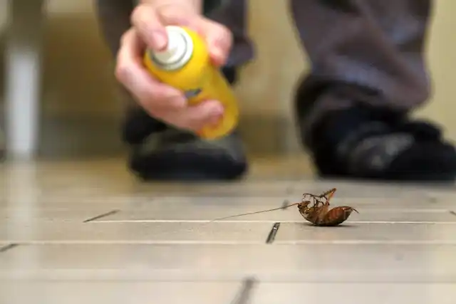ongediertebestrijding Kûbaard